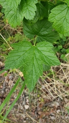 Ribes hudsonianum