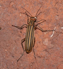 Epicauta vittata