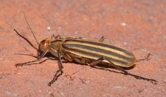 Epicauta vittata