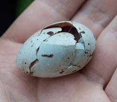 Psarocolius montezuma