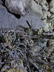 Physaria intermedia