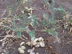 Astragalus douglasii parishii