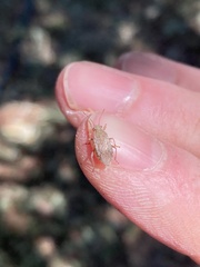 Heteroptera