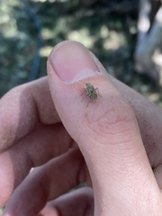Heteroptera