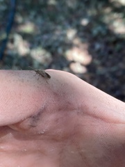 Heteroptera