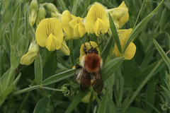 Bombus muscorum
