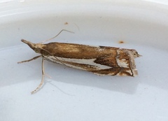 Crambus bidens