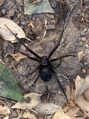 Latrodectus hesperus