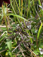 Conioselinum