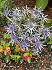 Eryngium planum