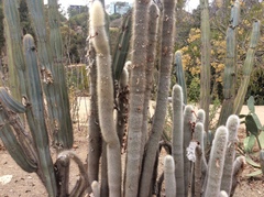 Cleistocactus strausii