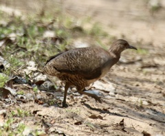 Crypturellus undulatus