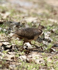 Crypturellus undulatus
