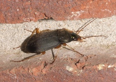 Chlaenius impunctifrons