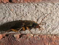 Chlaenius impunctifrons