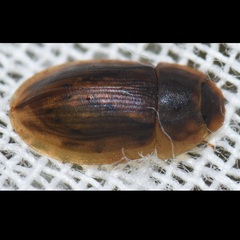 Helobata larvalis