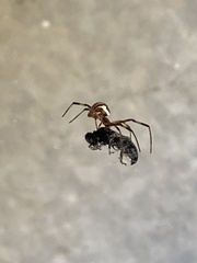 Araneae
