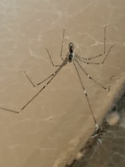 Araneae