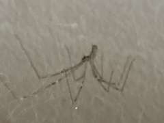 Araneae