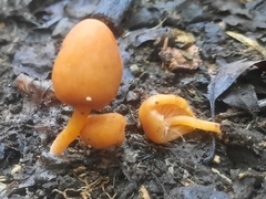 Macrocystidia reducta