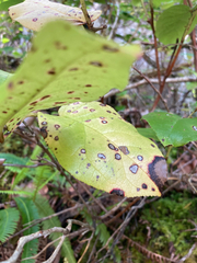 Cameraria gaultheriella