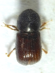 Anisandrus dispar