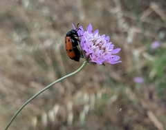 Mylabris quadripunctata