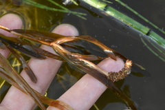 Potamogeton acutifolius