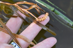 Potamogeton acutifolius