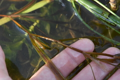 Potamogeton acutifolius