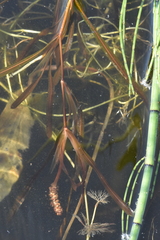 Potamogeton acutifolius