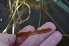 Potamogeton acutifolius