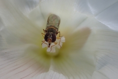 Syrphinae