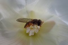 Syrphinae