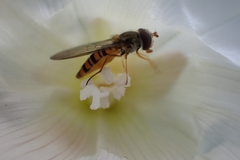 Syrphinae