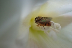 Syrphinae