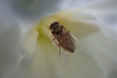 Syrphinae