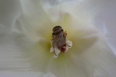 Syrphinae