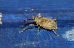 Curculio elephas