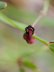 Euphorbia exserta