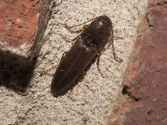 Megapenthes insignis