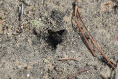 Hemipenthes morioides