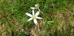 Ornithogalum orthophyllum