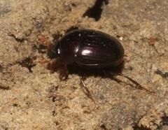 Pseudocanthon perplexus