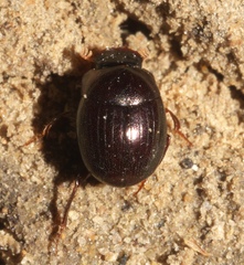 Pseudocanthon perplexus