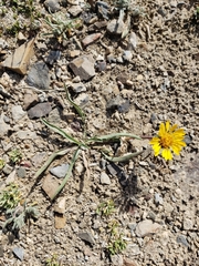 Pyrrocoma apargioides