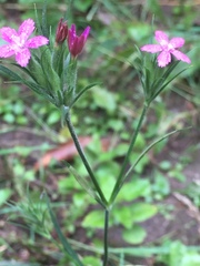 Dianthus armeria