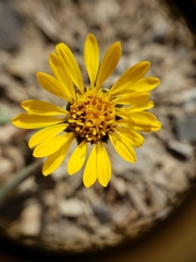 Pyrrocoma apargioides