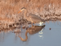 Ardea herodias
