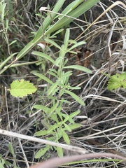 Dyschoriste linearis